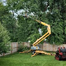 Best Stump Grinding and Removal  in Chico, TX