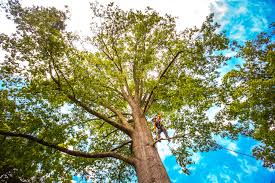Best Seasonal Cleanup (Spring/Fall)  in Chico, TX