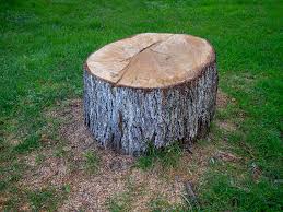 Best Commercial Tree Services  in Chico, TX