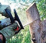 Best Tree Removal  in Chico, TX