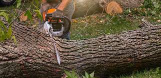 Best Landscape Design and Installation  in Chico, TX