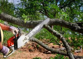 Best Firewood Processing and Delivery  in Chico, TX