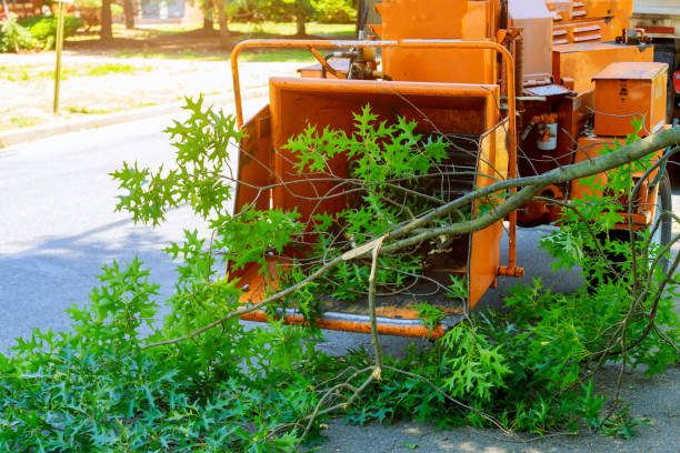 Best Utility Line Clearance  in Chico, TX