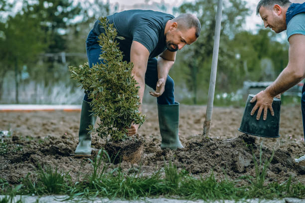 Best Sod Installation  in Chico, TX