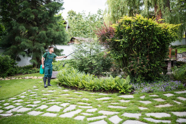 Trusted Chico, TX Tree Services Experts