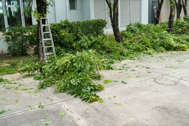 Best Root Management and Removal  in Chico, TX