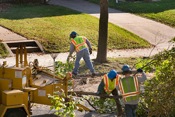 Best Storm Damage Tree Cleanup  in Chico, TX