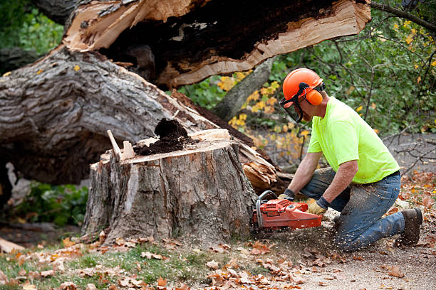 Best Tree and Shrub Care  in Chico, TX