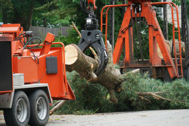 Best Tree Maintenance Programs  in Chico, TX