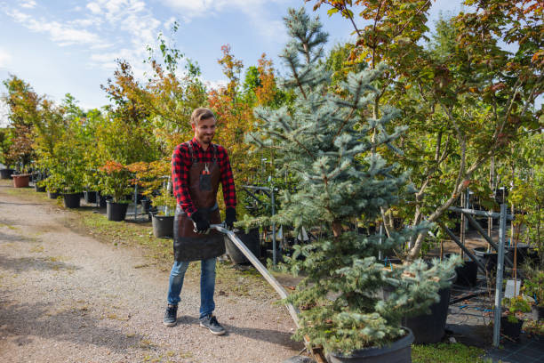 Best Tree Trimming and Pruning  in Chico, TX