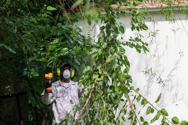Best Tree Disease Treatment  in Chico, TX