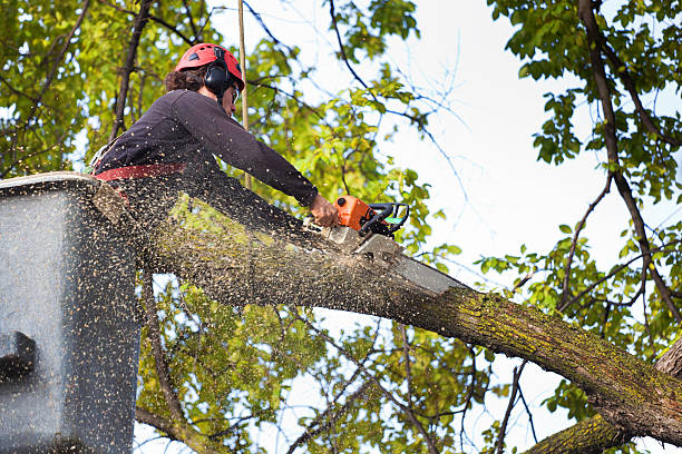 Best Tree Mulching  in Chico, TX