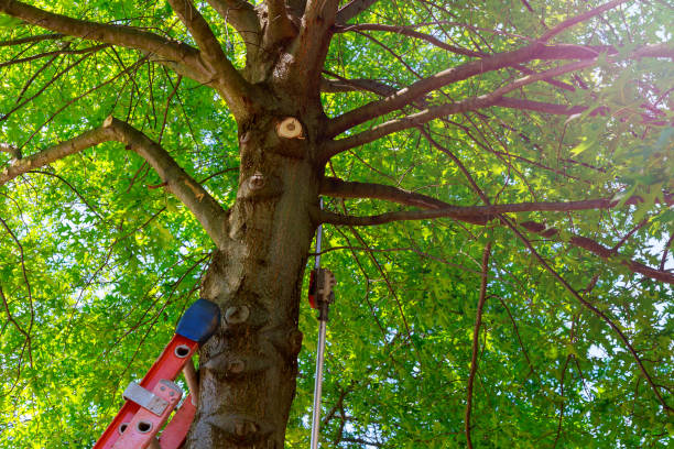 Best Hazardous Tree Removal  in Chico, TX